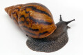 Achatina achatina Benin, semiadult